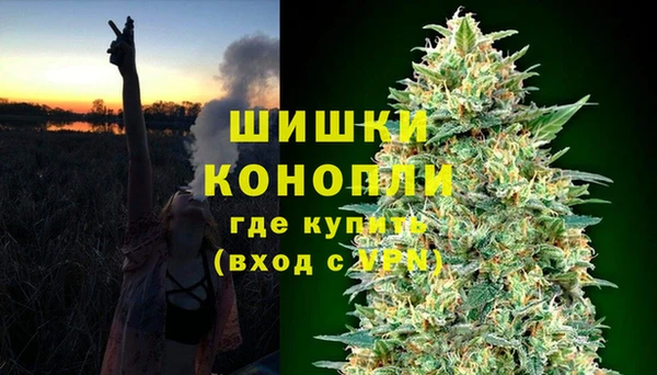 прущие грибы Абаза