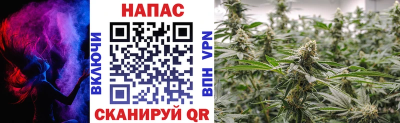 Бошки Шишки гибрид  это клад  Вичуга 